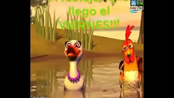 HD gallo pendejo películas nuevas