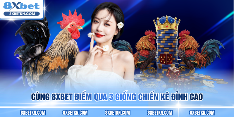Cùng 8XBET điểm qua 3 giống chiến kê đỉnh cao Cùng 8XBET điểm qua 3 giống chiến kê đỉnh cao