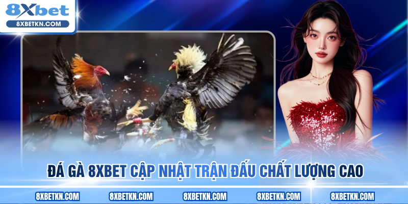 Đá gà 8XBET cập nhật trận đấu chất lượng cao Đá gà 8XBET cập nhật trận đấu chất lượng cao